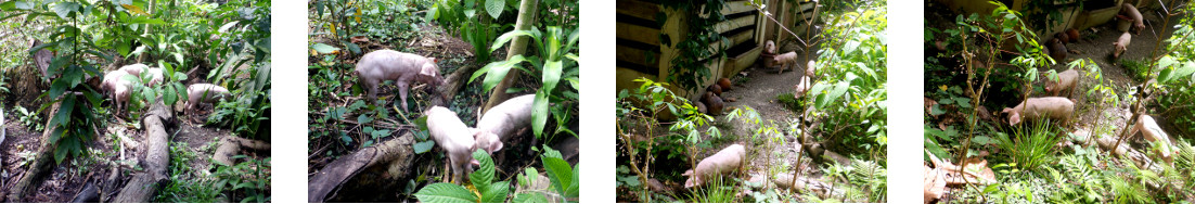 Images of tropical backyard piglets
        playing in the garden