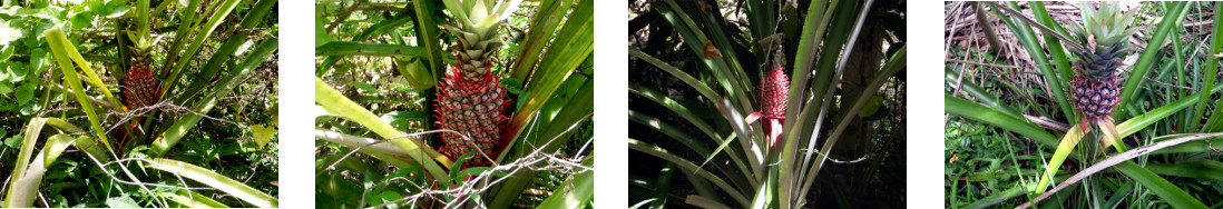 Images of fruiting pineapples in
        tropical backyard garden