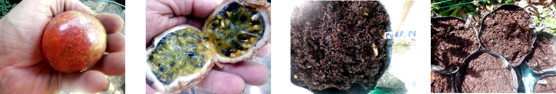 Images of purple passion fruit potted
        in tropical backyard