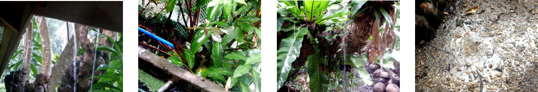 Images of rain in tropical backyard