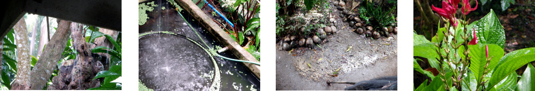 Images of rain in tropical backyard