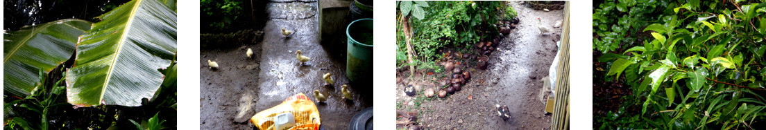 Images of rain in tropical backyard