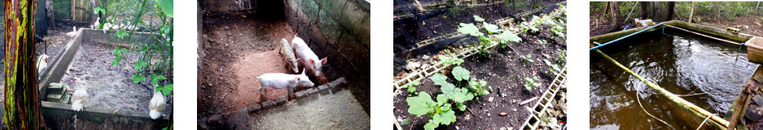 Images of animals and crops at Shepard's Arms children's
        home