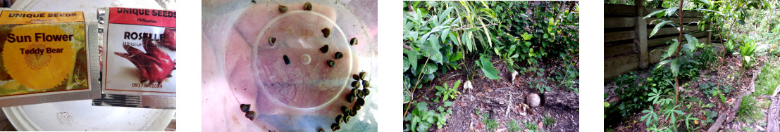 Images of Roselle seeds sown in
        tropical backyard