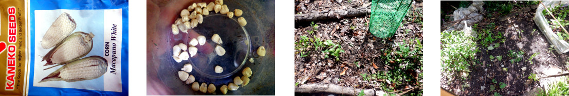 Images of maize seeds sown in tropical
        backyard