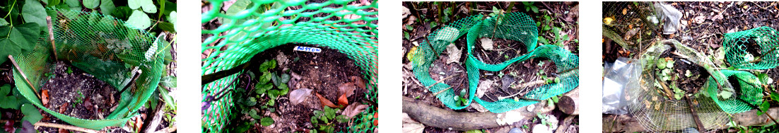 Images of various cucumber seeds sown in tropical
        backyard