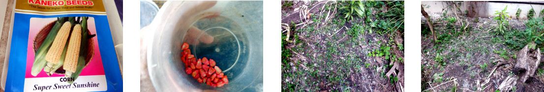 Images of maize seeds sown in tropical
        backyard