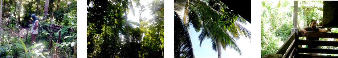 Images of men inspecting trees and
        looking at tropical backyard pigs