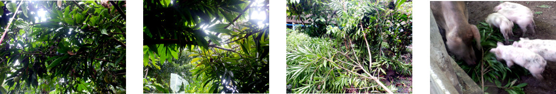 Images of trees trimmed and fed to
        pigs in tropical backyrd