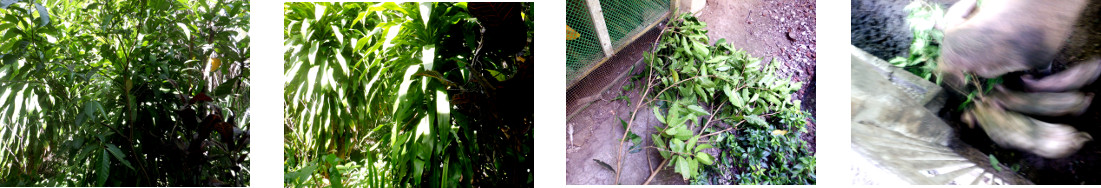 Images of small tree in tropical
        backyard trimmed and fed to pigs