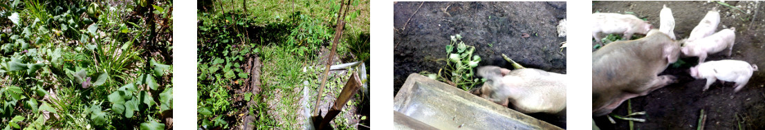 Images oftropical garden path cleared
        of excess growth and fed to pigs