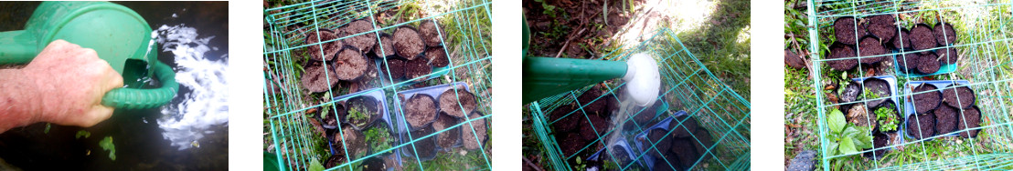 Images of potted seeds in tropical
        backyard being watered