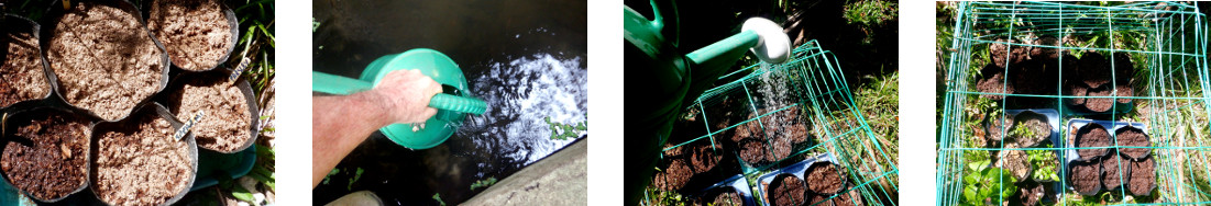 Images of tropical backyard potted
        seeds being watered