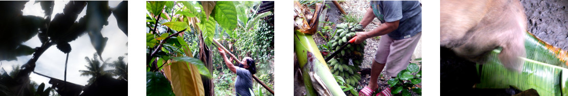 Images of bananas being harvested in tropical
            backyard