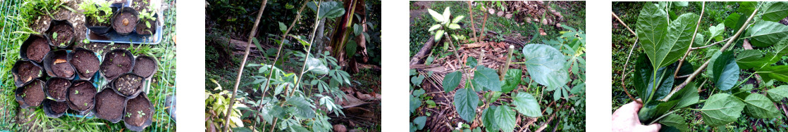 Images of cuttings made from trimmed
        mulberry bushes in tropical backyard