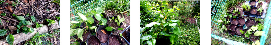 Images of cuttings from tropical backyard mulberry
        bushes