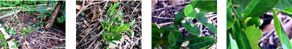 Imjages of citrus tree starting to
        fruit in tropical backyard