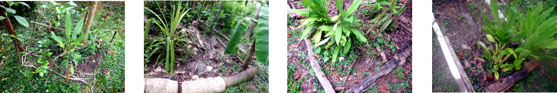 Images of garlic planted in tropical backyard