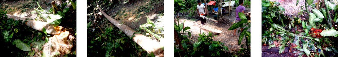 Images of felled tree removed from
        fropical backyard hedge