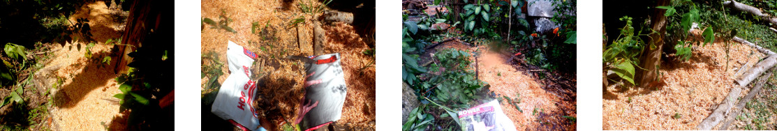 Images of clearing up sawdust from tropical backyard
            garden paths after tree felling