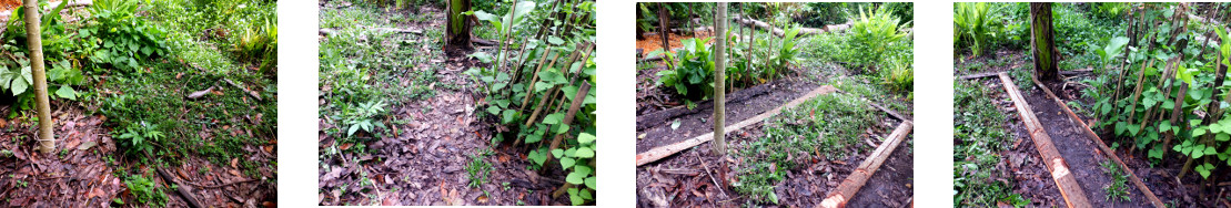 Images of work reclaiming paths in tropical
            backyard