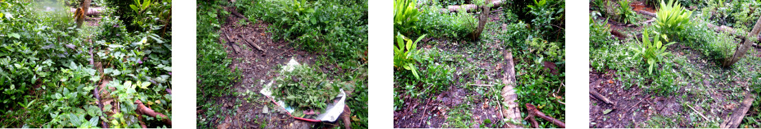 Images of work clearing paths in
        tropical backyard garden