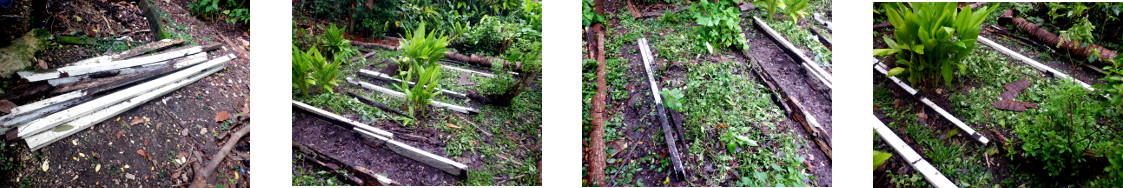 Images of work in tropical backyard
        garden improving path borders