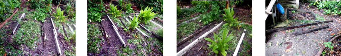Images of improvements to path borders in tropical
        backyard