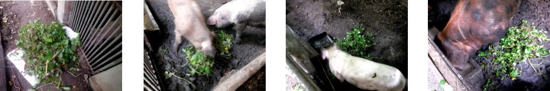 Images of tropical backyard pigs eating garden refuse