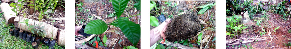 mages of arabica coffee graft planted
        in tropical backyard