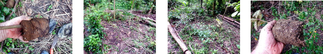 Images of Apple Mango and Purple Guava planted in
        tropical backyard garden