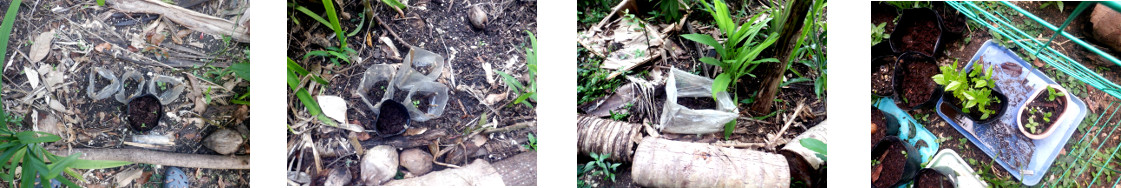 Images of seedlings planted in tropical backyard