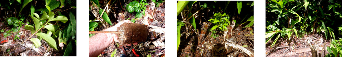 Images of young tree planted in tropical backyard