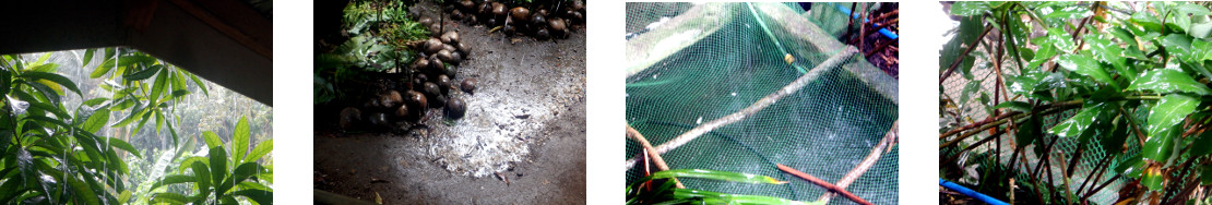 Images of rain in tropical backyard