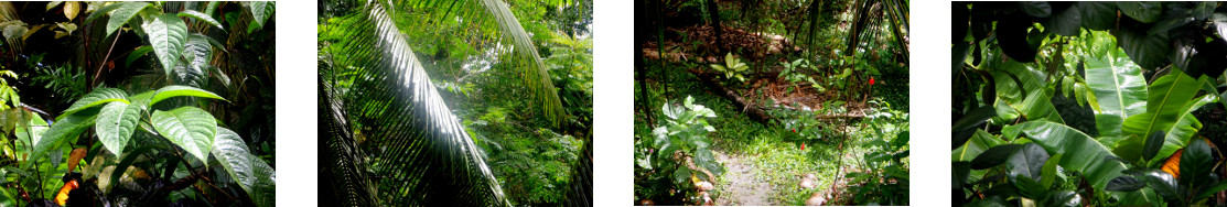 Images of rain in tropical backyard