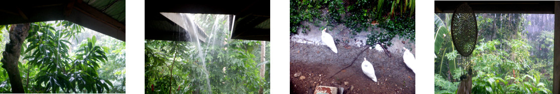 Images of rain in tropical backyard