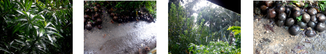 Images of rain in tropical garden