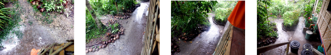 Images of rain in tropical backyard