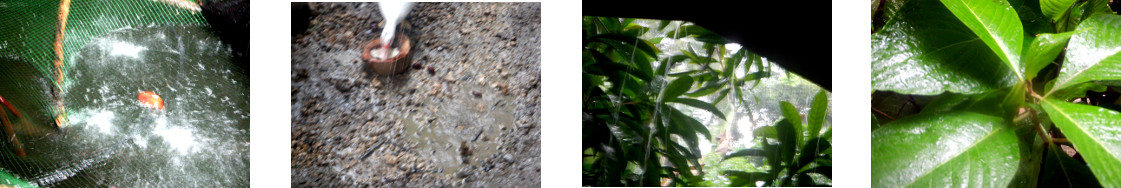 Images of rain in tropical backyard