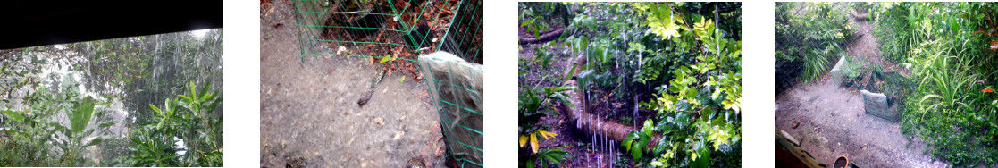 Images of rain in tropical backyard