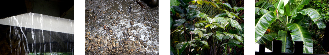 Images of rain in tropical backyard