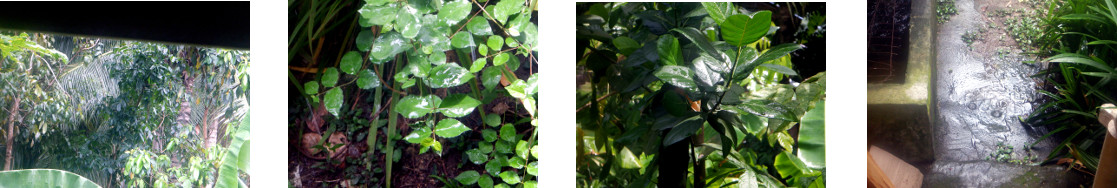 Images of rain in tropical backyard