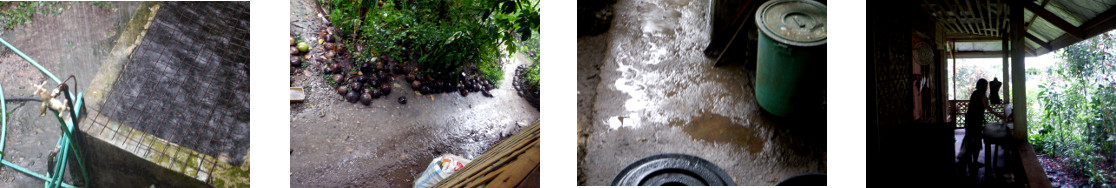 Images of rain in tropical backyard