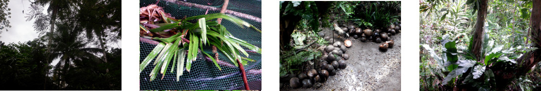 Images of rain in tropical backyard