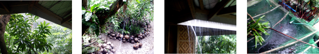 Images of rain in tropical backyard