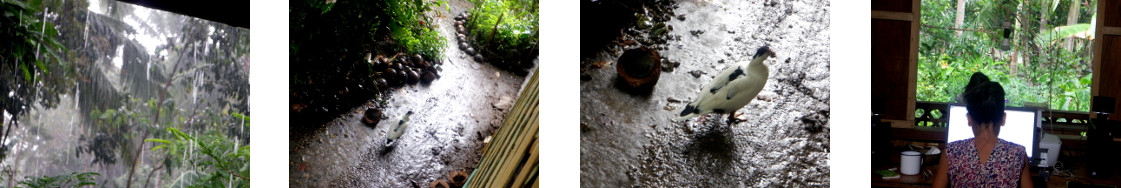 Images of rain in tropical backyard