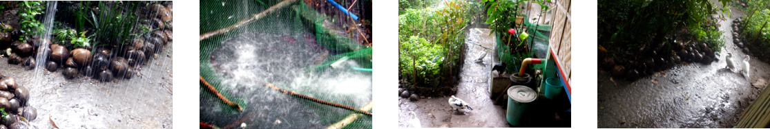 Images of rain in tropical backyard