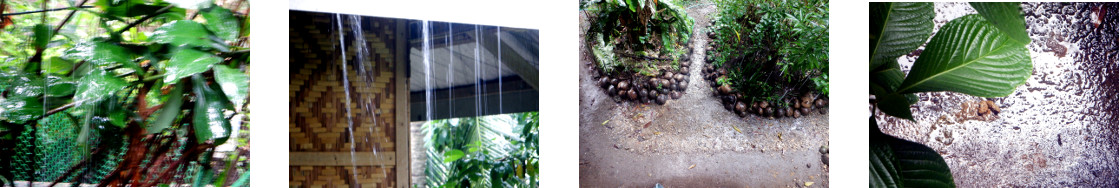 Images of rain in tropical backyard