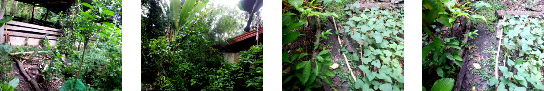 Images of corrections to rain damage in tropical
        backyard