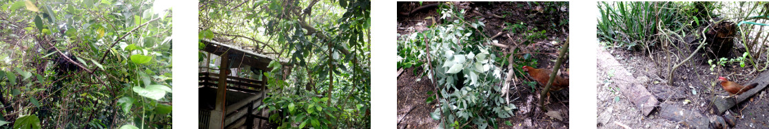 Images of trimming and composting in
        tropical backyard